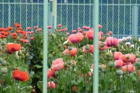 20100522-5.jpg