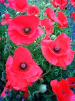 20100522-6.jpg