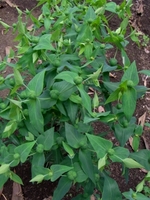 20100522-7.jpg
