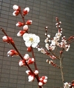 plum.jpg